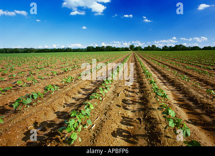 Landwirtschaft - Feld des frühen Wachstums reduziert Bodenbearbeitung Baumwolle im 5-6-Blatt-Stadium / Mississippi, USA. Stockfoto