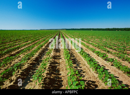 Großen Bereich der frühen Wachstum konventionelle Bodenbearbeitung Baumwolle bei 7-8-Blatt-Stadium im späten Nachmittag Licht / Mississippi, USA. Stockfoto