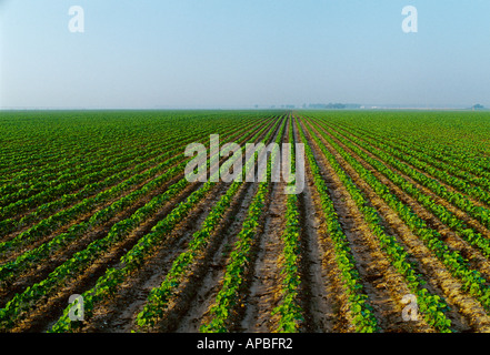 Landwirtschaft - Grossfeld des frühen Wachstums reduzierten Bodenbearbeitung Baumwolle 8 Blatt-Stadium im späten Nachmittag Licht / Mississippi, USA. Stockfoto