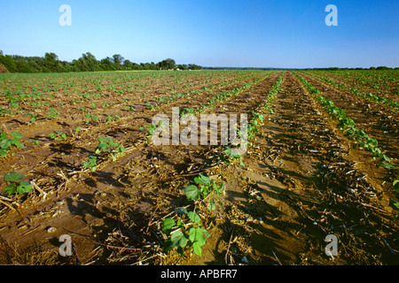 Landwirtschaft - Bereich der frühen Wachstum Direktsaat Baumwolle in 4-5-Blatt Stadium im späten Nachmittag leichte / Tennessee, USA. Stockfoto