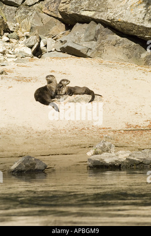 Idaho Fischotter auf einem warmen sandigen Strand Middle Fork des Salmon River. Frank Kirche Fluss keine Rückkehr Wildnis Stockfoto