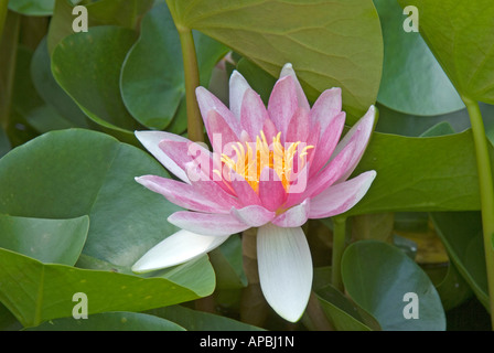 Seerose (Nymphaea Alba) rosa Blume Stockfoto