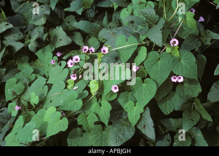 Prunkwinde Ipomoea Purpurea blühenden Unkraut in einer Soja-Ernte USA Stockfoto