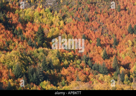 Herbstfarben auf Arrowtown Hügel in der Nähe von Queenstown Stockfoto