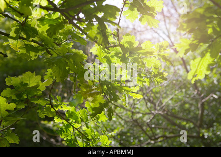 Sonnenlicht durch frisches grünes Blatt-Eiche (Quercus) Laub Baum Stockfoto