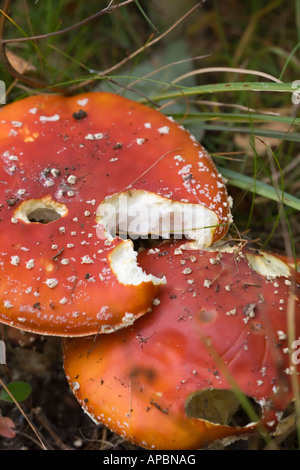 Zwei Fliegenpilz Stockfoto