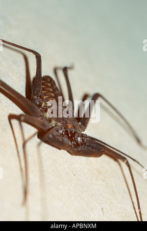 Uropygid, allgemein bekannt als eine Peitsche Scorpion, Costa Rica Stockfoto