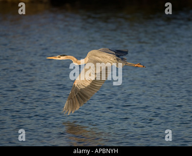 Ein Great Blue Heron steigt über die Bolsa Chica Feuchtgebiete in Huntington Beach, Kalifornien, USA. Stockfoto