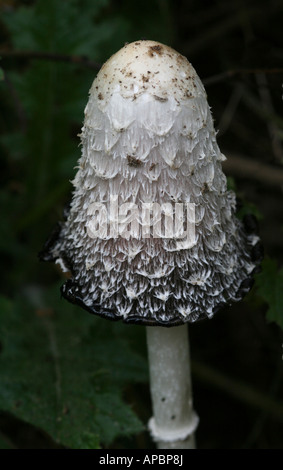 Shaggy Inkcap (Coprinus Comatus) AKA Rechtsanwalt Perücke. Stockfoto