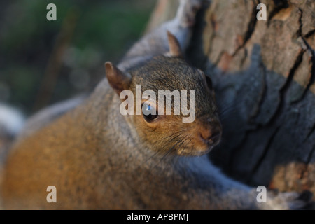Nahaufnahme eines grauen Eichhörnchens Stockfoto