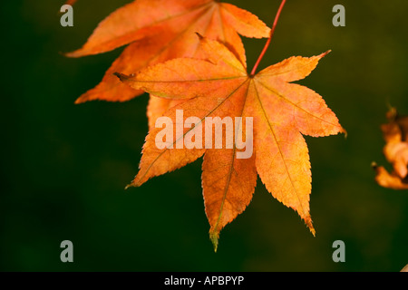 Japanische Ahorn Acer im detail Stockfoto