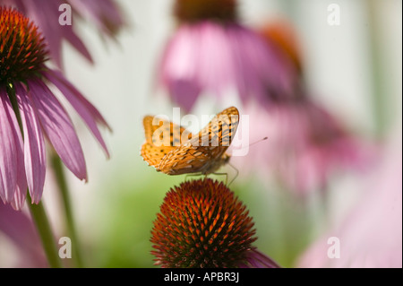 Schmetterling landet auf Echinacea Purpurea Echinacea in Schmetterling Kräutergarten mehrjährige Blumen Stockfoto