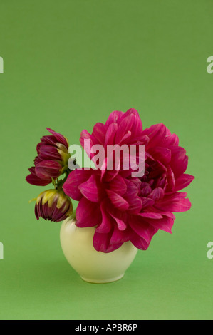 Rosa Dahlie Blüte in weiße Runde Vase auf hellgrünem Hintergrund einfach romantisch Stockfoto