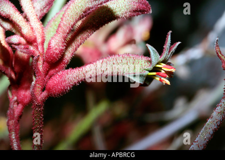 Albany Kangaroo Paw-Anigozanthos Flavidus-Familie Haemodoraceae Stockfoto