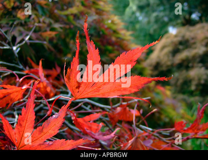 "Ahorn Blätter, Herbst, Devon, England" Stockfoto