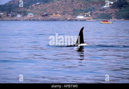 Orca (Orcinus Orca) vor den San Juan Inseln, Washington Stockfoto