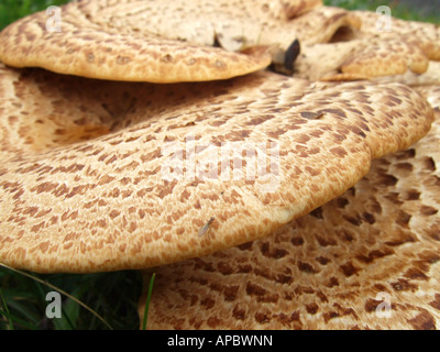 "Agaricus Augustus, Pilz, Surrey, England" Stockfoto