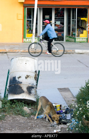 Ein Hund auf Nahrungssuche in einer Straße von Creel Mexiko einen alltäglicher Anblick in ländlichen Mexiko wo streunende Hunde im Überfluss Stockfoto