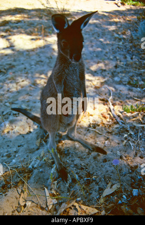 Babykänguru im Busch im Yalgorup National Park in der Nähe von Bunbury Western Australia Stockfoto