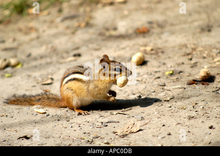 Streifenhörnchen auf einem sandigen Pfad Stockfoto