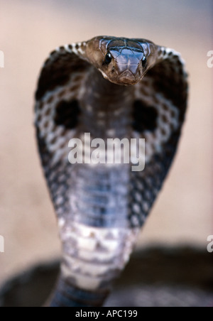 Spectacled Cobra Naja Naja SriLanka Stockfoto