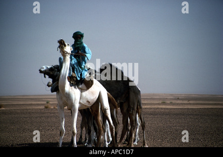Tuareg-Nomaden und Kamel Zug Sahara Wüste Niger Algerien Grenzregion Westafrika Stockfoto