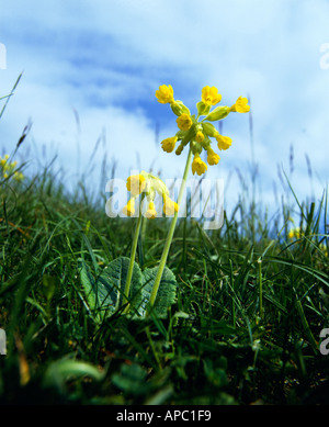 Schlüsselblume Primula Veris L blühende Wiese über dem Cuckmere River in der Nähe von Seaford Sussex England Stockfoto