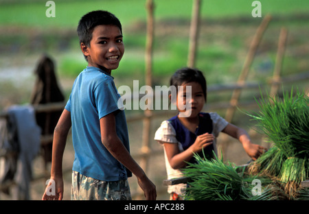 Einheimische Kinder helfen jungen Reis in den Reisfeldern von Don Khong Mekong Islands Laos verpflanzen Stockfoto