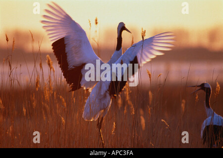 rot gekrönter Kran China Stockfoto