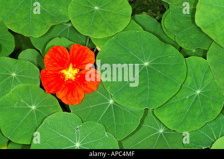 Indische Kresse Tropaeolum majus Stockfoto