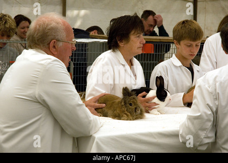 Kaninchen auf landwirtschaftliche Messe beurteilt wird Stockfoto