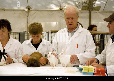 Kaninchen auf landwirtschaftliche Messe beurteilt wird Stockfoto