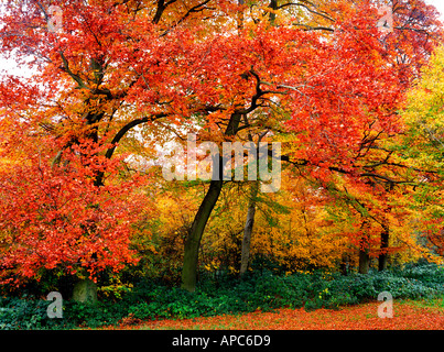 Belvede Wald Nord Kent Herbstfärbung England uk Stockfoto
