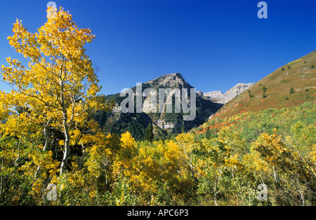 Indian Summer am Mount Timpanogos Wasatchkette, Utah, USA Stockfoto