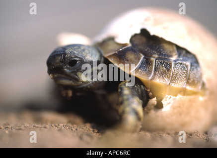 Schraffur Hermann Schildkröte (Testudo Hermanni) Stockfoto