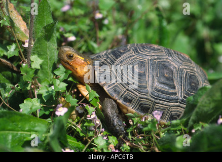 Gelb-Margin Kasten-Schildkröte (Cuora Flavomarginata) kritisch gefährdet wegen Ausbeutung für chinesisches Essen Märkte Stockfoto