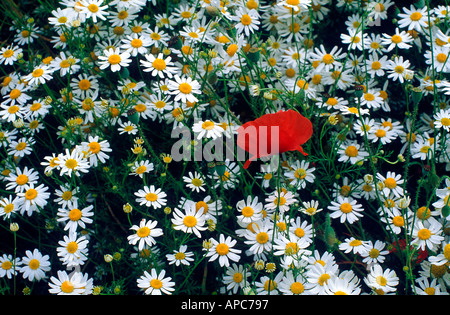 poppies white daisies field england uk Stockfoto
