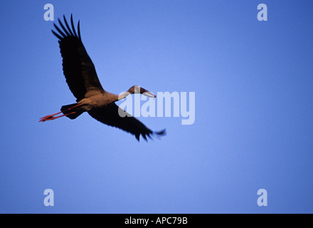 Offene Rechnung Storch fliegen Stockfoto