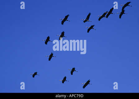 Kraniche fliegen In Formation Stockfoto