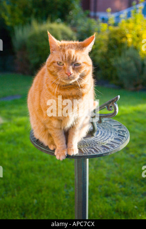 Sam, ein Ingwer Tom Katze auf einer Sonnenuhr. Stockfoto