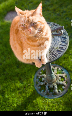 Sam, ein Ingwer Tom Katze auf einer Sonnenuhr. Stockfoto