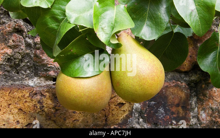 Reife Birnen Stockfoto