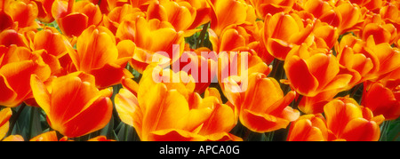 Blumenbeet Tulpen in einem englischen Landhaus Garten, England Stockfoto