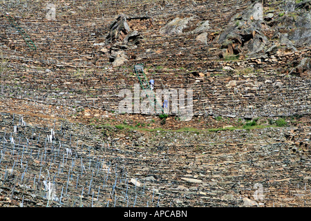 Terrassierung für Reben, Ribeira Sacra, Galizien, Spanien. Die Leiter wird verwendet, um die Trauben an den steilen Seiten des Canyons zu transportieren. Stockfoto