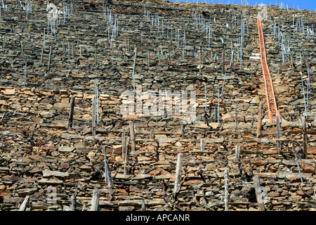 Terrassierung für Reben, Ribeira Sacra, Galizien, Spanien. Die Leiter wird verwendet, um die Trauben an den steilen Seiten des Canyons zu transportieren. Stockfoto