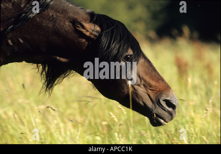 Mangalarga Marchador (Equus Caballus), zurück Hengst bedrohen, indem man seine Ohren Stockfoto