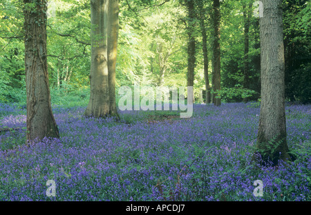 Bluebell Holz, Staffhurst Holz Nature Reserve, in der Nähe von Oxted, Surrey, England, UK Stockfoto