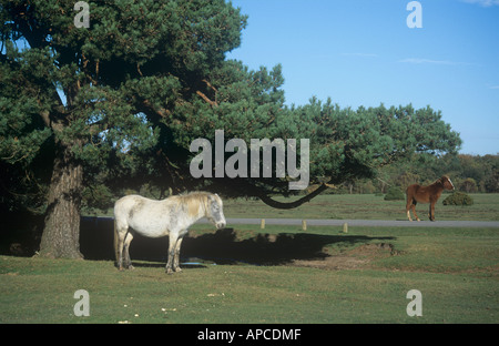 New Forest Ponys, in der Nähe von Brockenhurst, New Forest National Park, Hampshire, England, UK Stockfoto