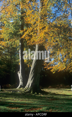 Herbst-Buche, Bolderwood Arboretum ornamentalen Drive, in der Nähe von Lyndhurst, New Forest National Park, Hampshire, England, UK Stockfoto