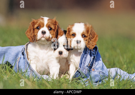 Cavalier King Charles Spaniel (Canis Lupus Familiaris), drei Welpen sitzen in einer jeans Stockfoto
